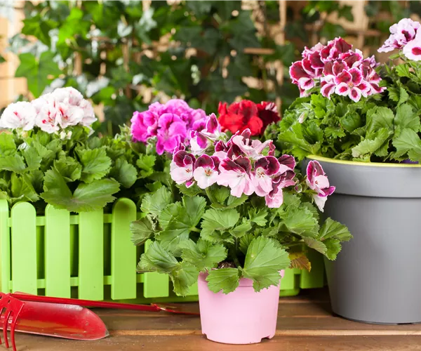 Geranien als beliebte Klassiker für Balkon und Garten