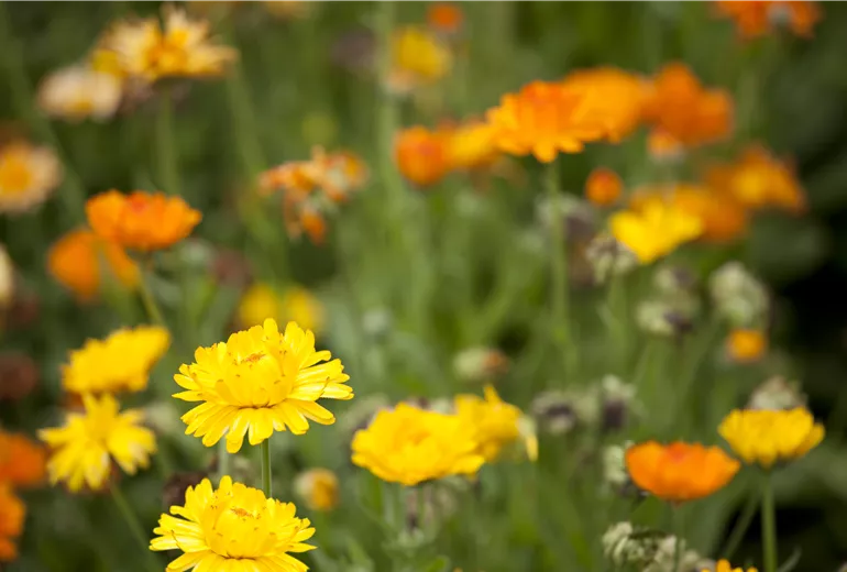 Calendula officinalis 'Pazifik Schönheit'