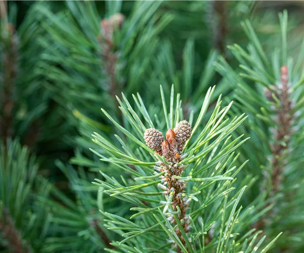 Die passenden Nadelgehölze für jeden Standort im Garten
