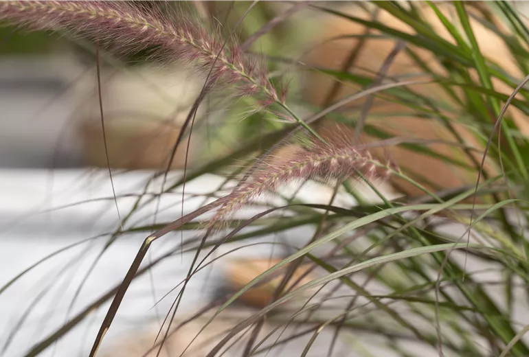 Pennisetum setaceum 'Rubrum'