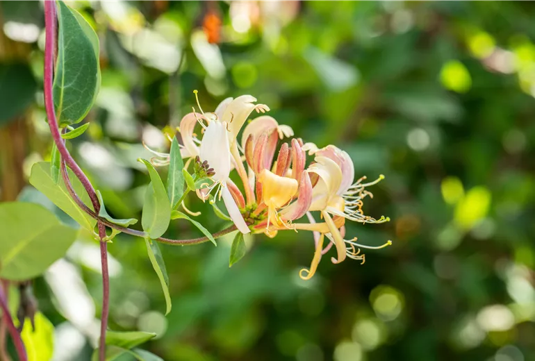 Lonicera tellmanniana