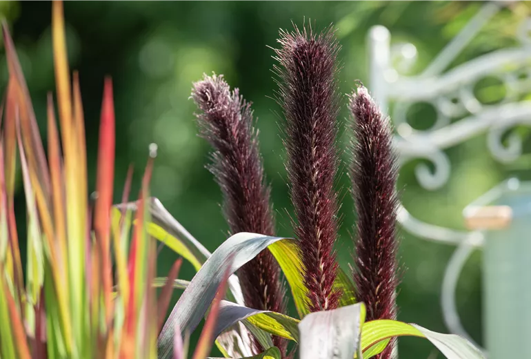 Pennisetum glaucum 'Purple Baron'