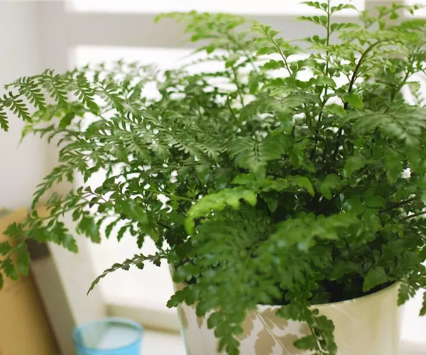 Nestfarn - Einpflanzen in ein Gefäß