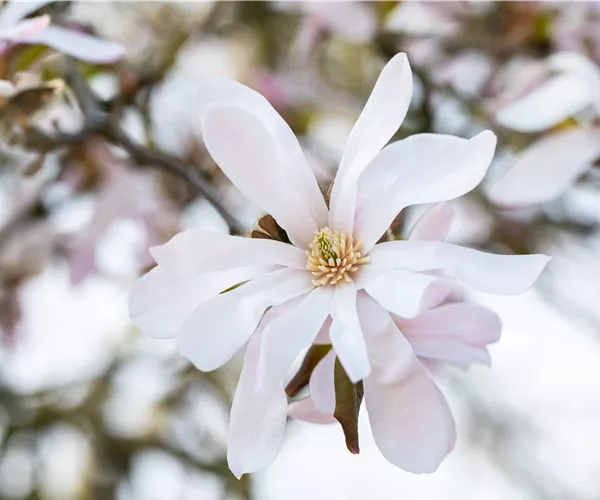 Frühblühende Gehölze zum Start ins neue Gartenjahr
