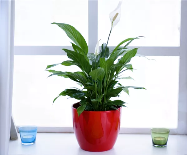 Scheidenblatt - Einpflanzen in ein Gefäß