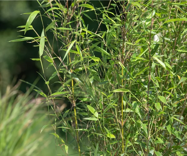 Besonderheiten beim Bambus kennen und lieben lernen