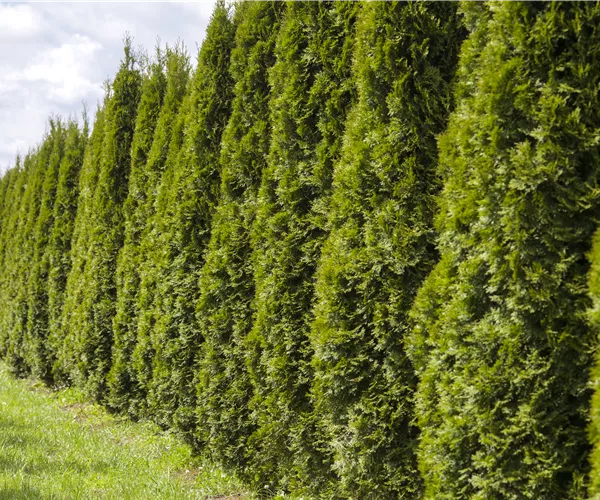 Eine Thuja im Garten bringt Farbe ins Spiel