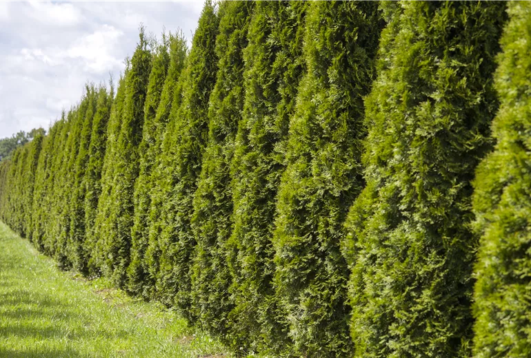 Thuja occidentalis 'Smaragd'