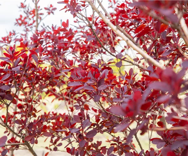 Ameise, Blattlaus und Co. – Laubgehölze vor Schädlingen schützen
