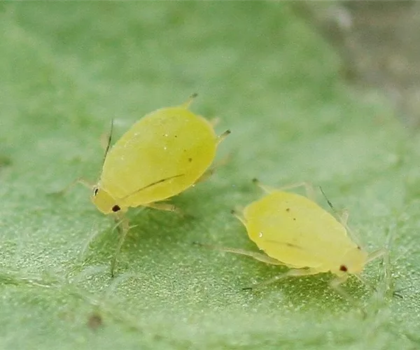 Schädlinge im Garten richtig erkennen und bekämpfen