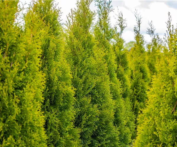 Thuja pflanzen und immergrüne Schönheit genießen