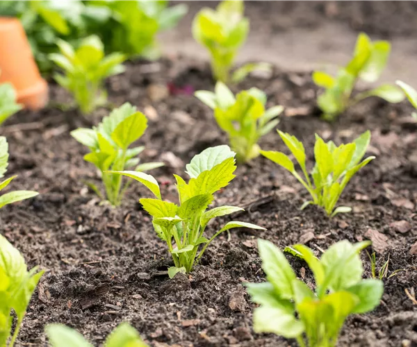 Aromatische Gartengestaltung mit Gemüse und Kräutern