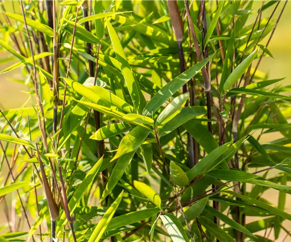 Bambus zurückschneiden und die asiatische Schönheit pflegen