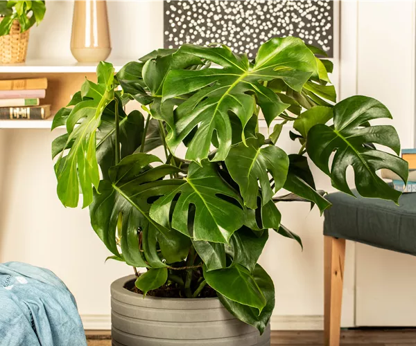 Die 5 besten Pflanzen fürs Homeoffice