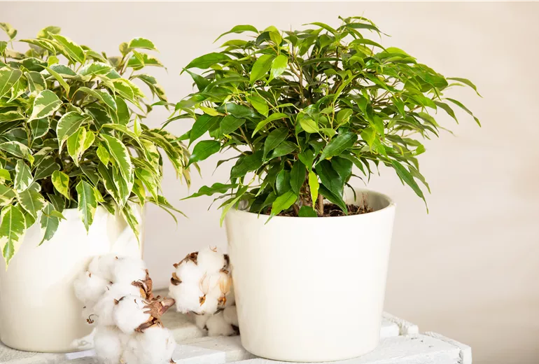 Ficus benjamina 'Green Kinki'