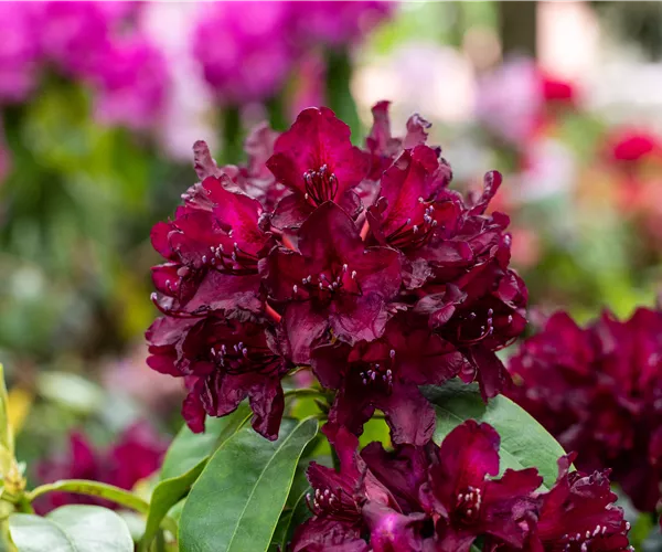 Rhododendron einpflanzen – So erstrahlt der Garten mit Blüten