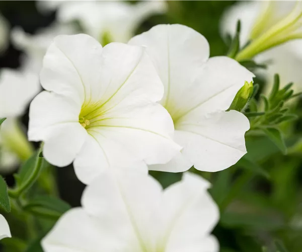 Beet und Balkon bepflanzen und bunt ins neue Gartenjahr starten