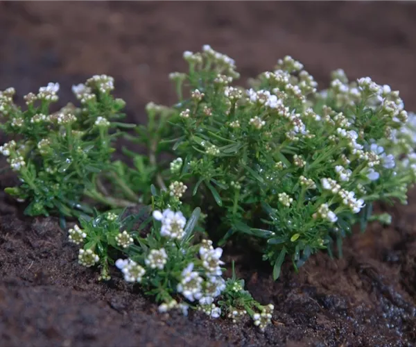 Schleifenblume - Einpflanzen im Garten