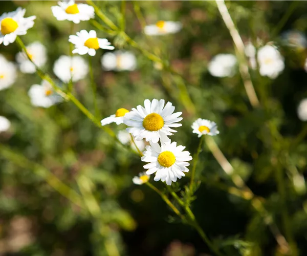 8 Pflanzen für die Gesundheit, die jeder kennen sollte