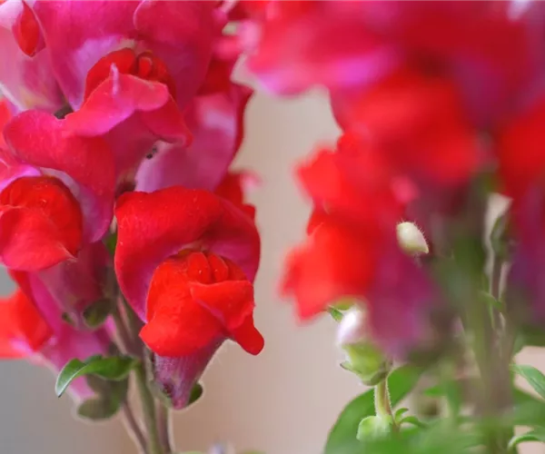 Löwenmaul - Einpflanzen im Garten