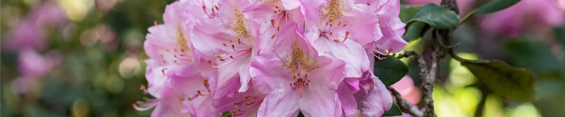 Rhododendron 'Christian Schröder'
