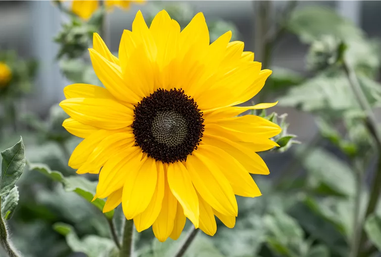 Helianthus annuus, gelb