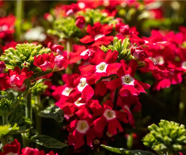 Beet und Balkon gestalten und für ein Farbenmeer sorgen