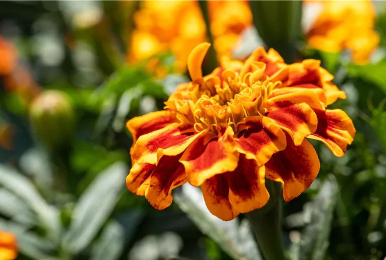 Tagetes patula, orange-rot