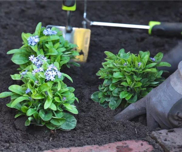 Vergissmeinnicht - Einpflanzen im Garten