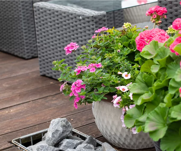 Beet- und Balkonpflanzen – Die schönsten Kandidaten