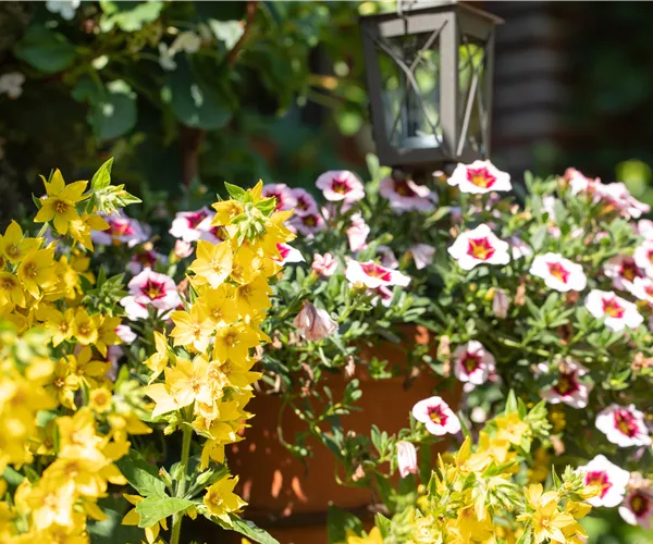 Beet- und Balkonpflanzen kaufen ist immer eine gute Idee