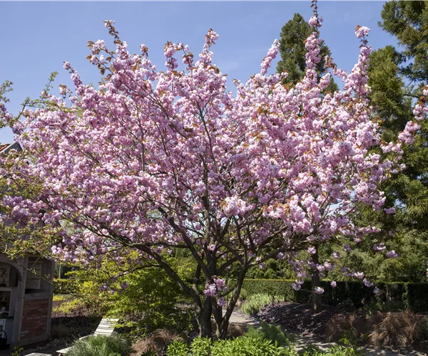 Zierkirsche pflanzen und pflegen für frühen Blütenzauber
