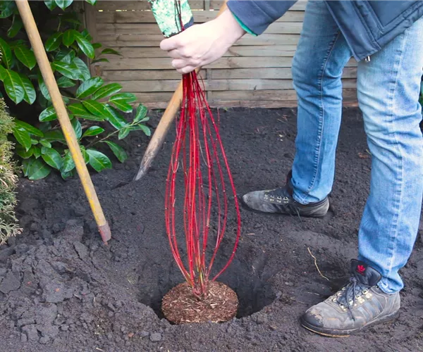 Hartriegel - Einpflanzen im Garten