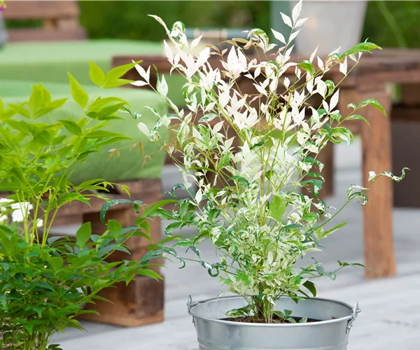 Bambus pflegen und Garten und Balkon verschönern