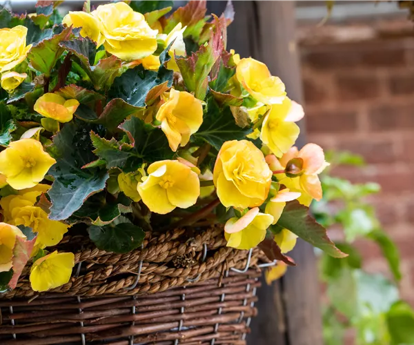 Begonien pflanzen und pflegeleichte Blüten bewundern