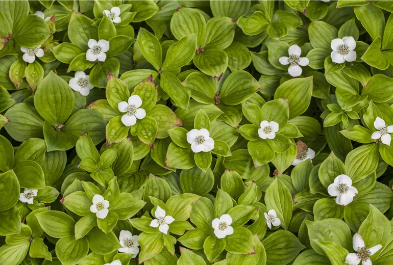 Cornus canadensis