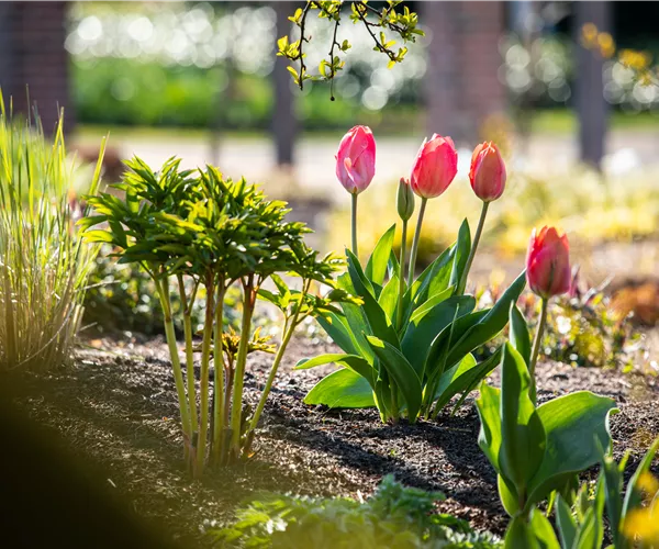 Die 9 schönsten Frühblüher für Frühlingsgefühle