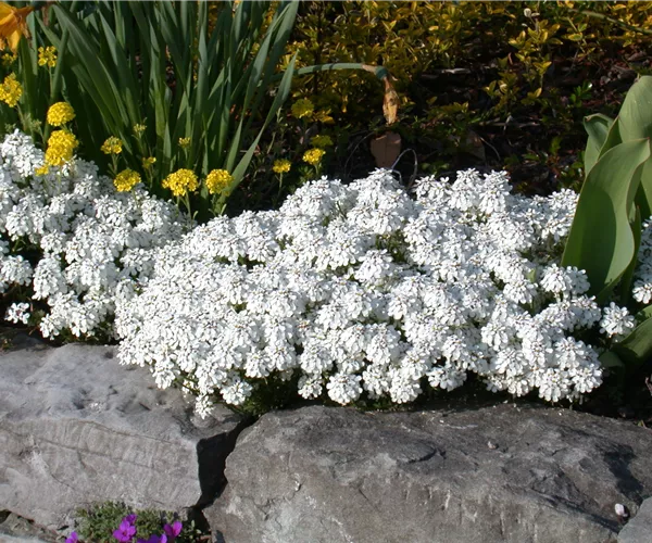 Bodendecker pflanzen und den Garten begrünen