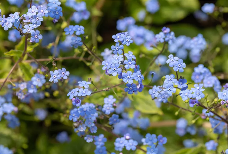 Brunnera macrophylla 'Alexander´s Great'