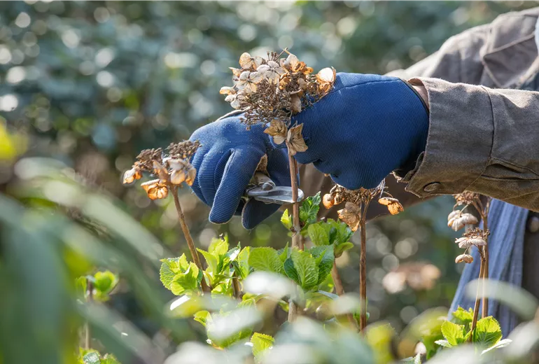 Hortensienschnitt