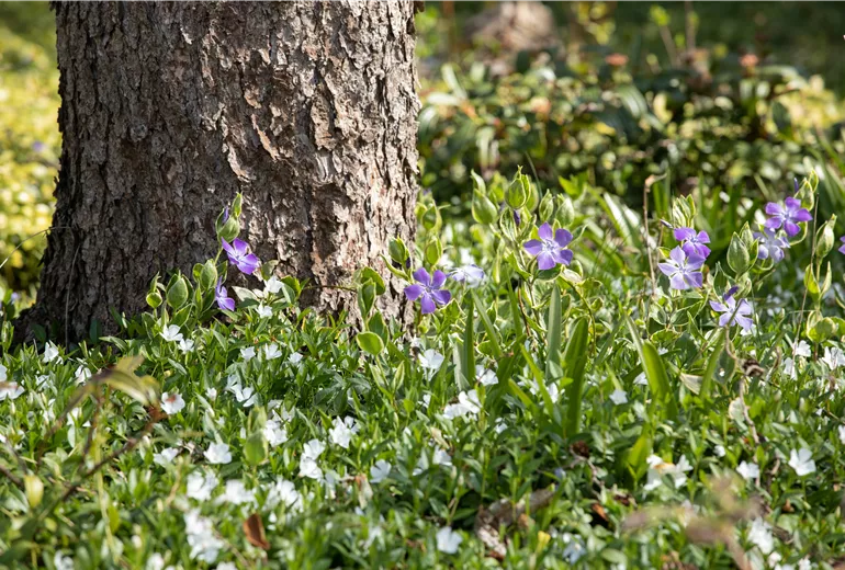Vinca minor 'Alba'