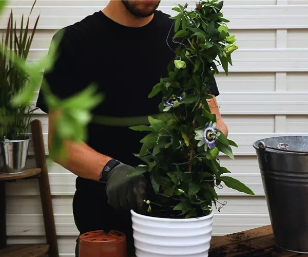 Passionsblume - Einpflanzen in ein Gefäß