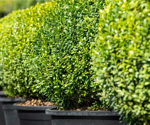 Buchsbaum pflanzen und pflegen lohnt sich 