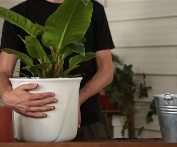 Philodendron - Einpflanzen in ein Gefäß