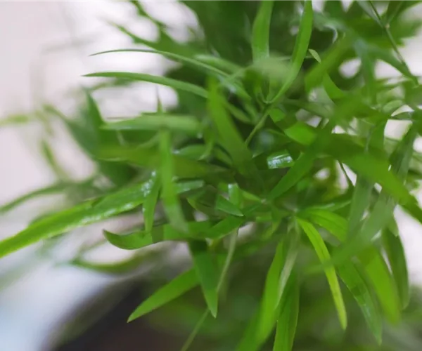 Zierspargel - Einpflanzen in ein Gefäß