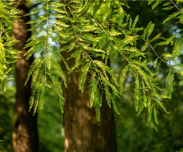 Die beliebtesten Nadelgehölze – Stars mit Nadeln im Garten