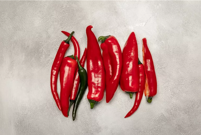 Chili und Paprika