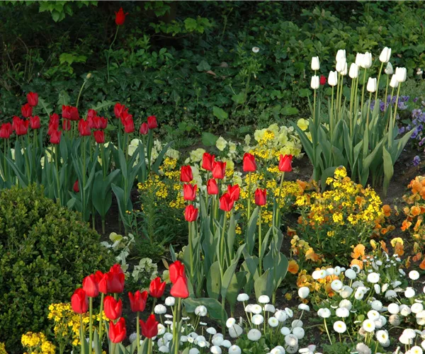 Blumenzwiebeln kaufen und Garten und Co. bunt gestalten
