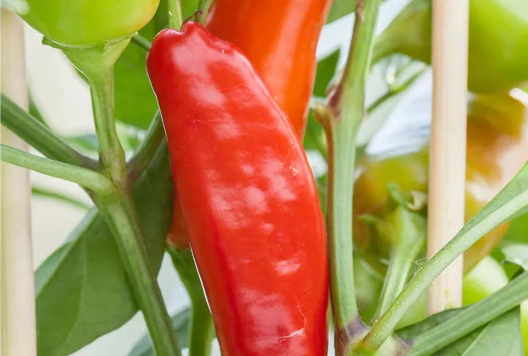 Capsicum annuum 'Snack-Paprika'