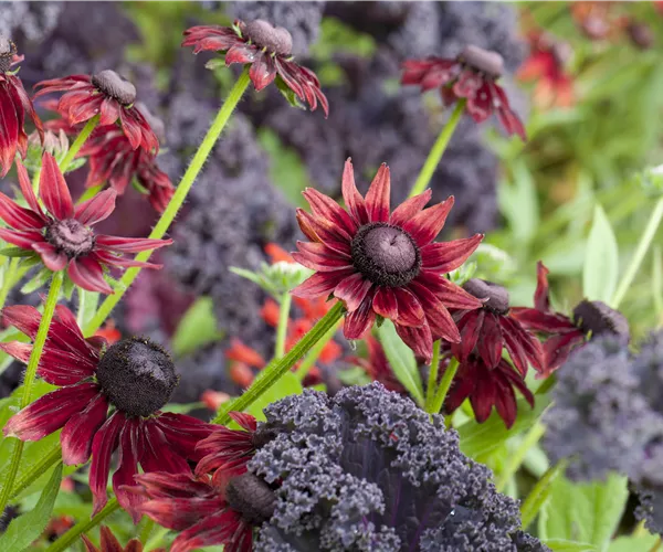 Die beliebtesten Stauden für die Gartengestaltung